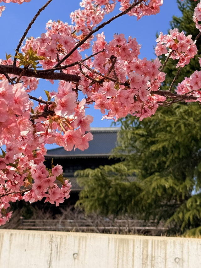山口｜在防府天滿宮遇見達摩 最古老天滿宮遇見台灣賽錢箱