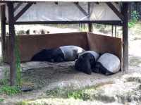 來 “長崎Bio Park” 生物園找水豚君玩耍！