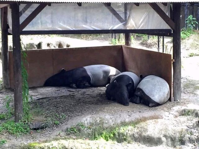 來 “長崎Bio Park” 生物園找水豚君玩耍！