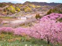 Chasing Sakura at Sakuma Dam Shinsui Park Chiba