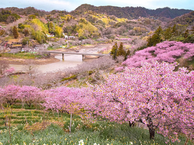 Chasing Sakura at Sakuma Dam Shinsui Park Chiba