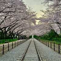 GYEONGHWA STATION | CHASING CHERRY BLOSSOMS