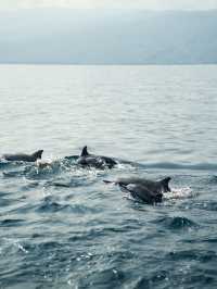 峇里島 | 最有驚喜的體驗 睇海豚仲可以同海豚暢泳🐬