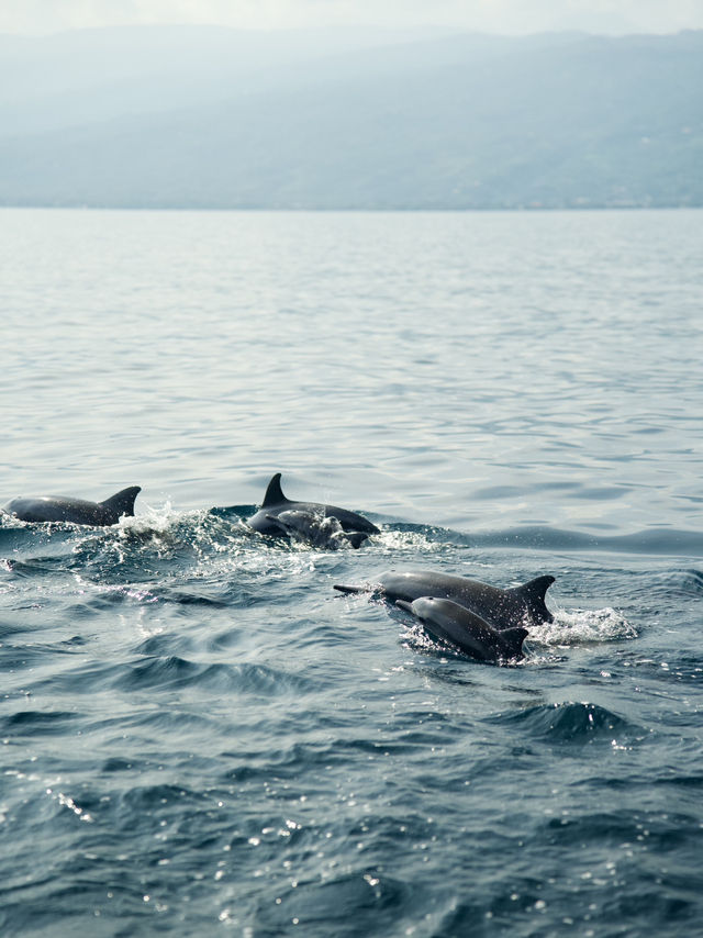 峇里島 | 最有驚喜的體驗 睇海豚仲可以同海豚暢泳🐬