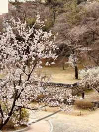 Cherry Blossom Heritage: Uam Park's Picturesque Historical Setting