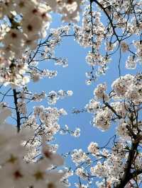 Long Museum (West Bund) Cherry Blossoms - Shanghai’s Industrial-Chic Sakura Spot