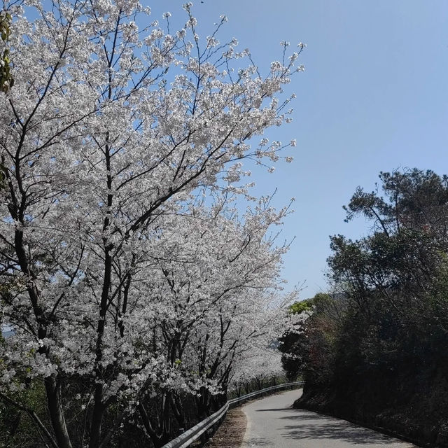 貓囒山·櫻花遍野