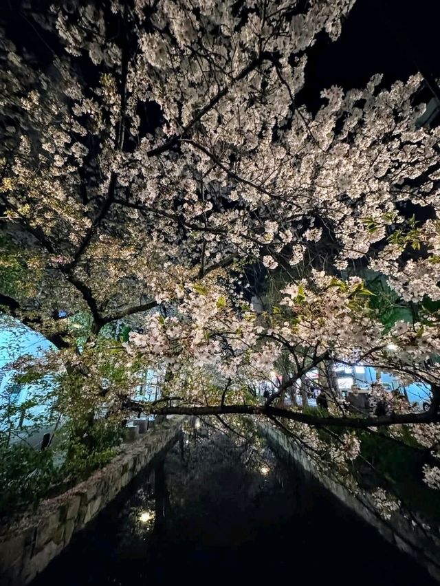 高瀨川櫻花運河，京都賞夜櫻的好去處！
