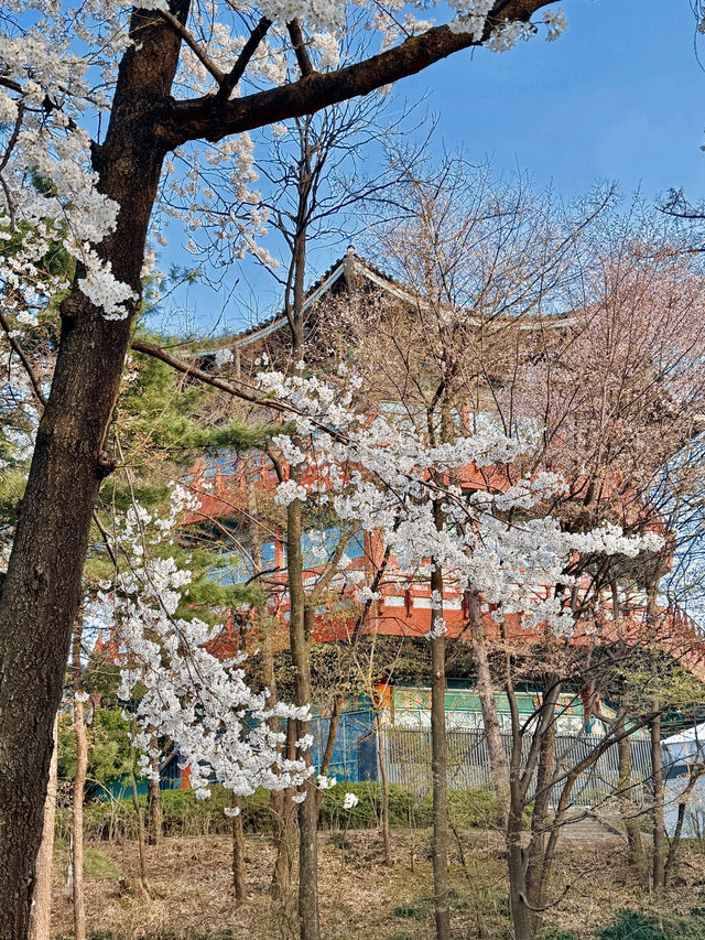 벚꽃이 아름다운 서울 공원🌸