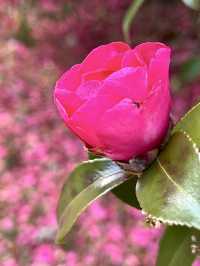 Spring at Fushimi-Momoyama Castle: Stunning Camellias in Bloom