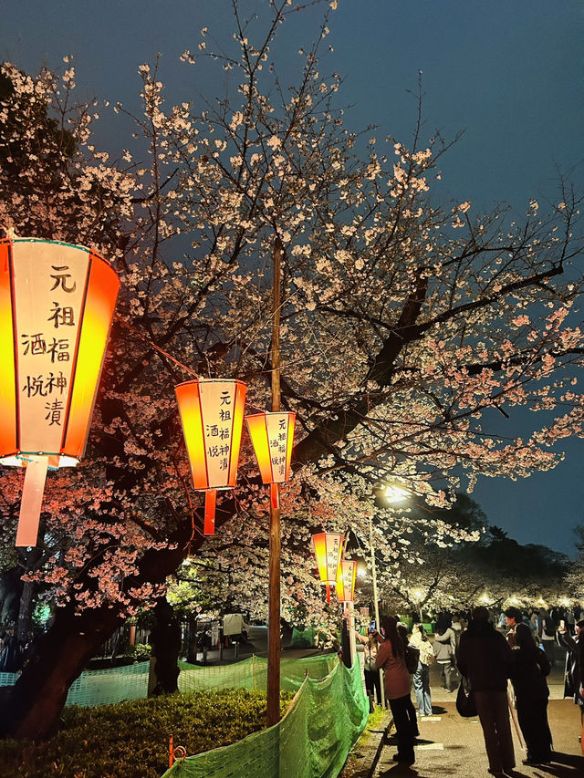 都内屈指のお花見名所🌸上野恩賜公園で春満喫！