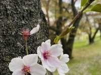 山口、北九州で桜を楽しむ春の休日