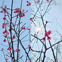 🌸香港秘密花園🌸