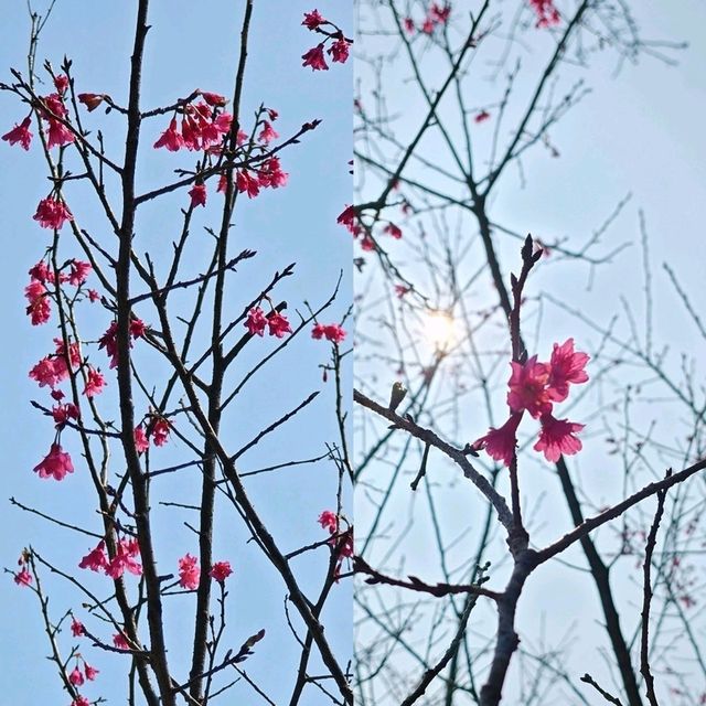 🌸香港秘密花園🌸