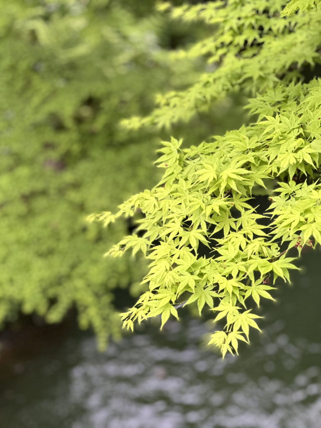 【石川×山中温泉】総ひのき造りの風雅な橋