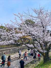 京都の蹴上インクライン🌸