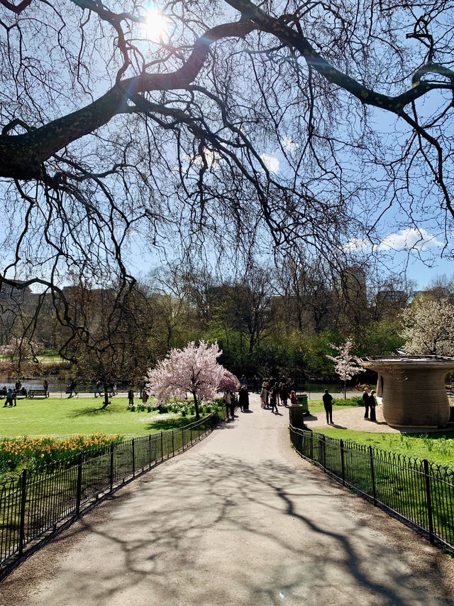 Cherry Blossoms, Tulips and Royal Views: St James’s Park in Spring