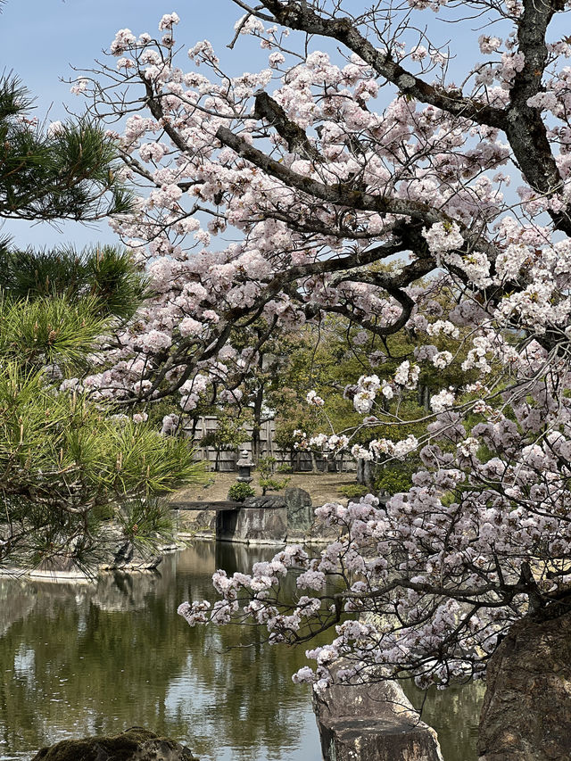 다양한 종류의 벚꽃🌸을 보고 싶다면 무조건 니조성 🏯 元離宮二条城