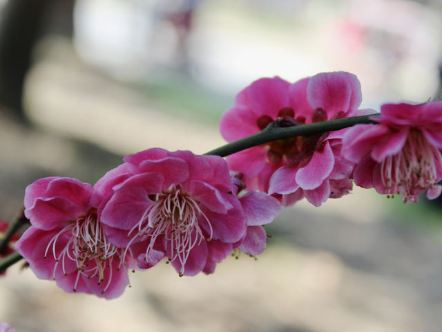 Spring Blossoms in Shanghai 🌸🇨🇳