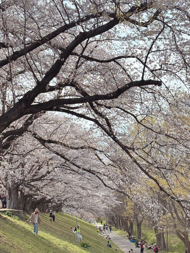 京都賞櫻之旅