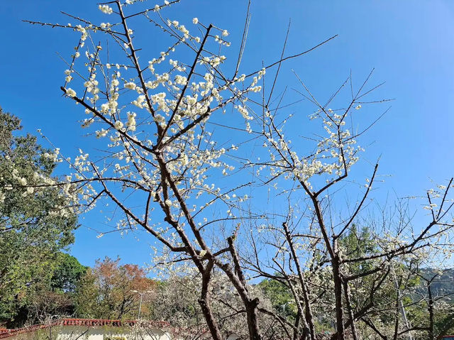 A Serene Retreat: Zhicheng Park 