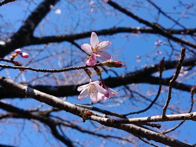 🌸クマノザクラ🌸