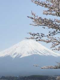 Perfect Cherry blossom view with Mount Fuji @ Kawaguchi Lake 