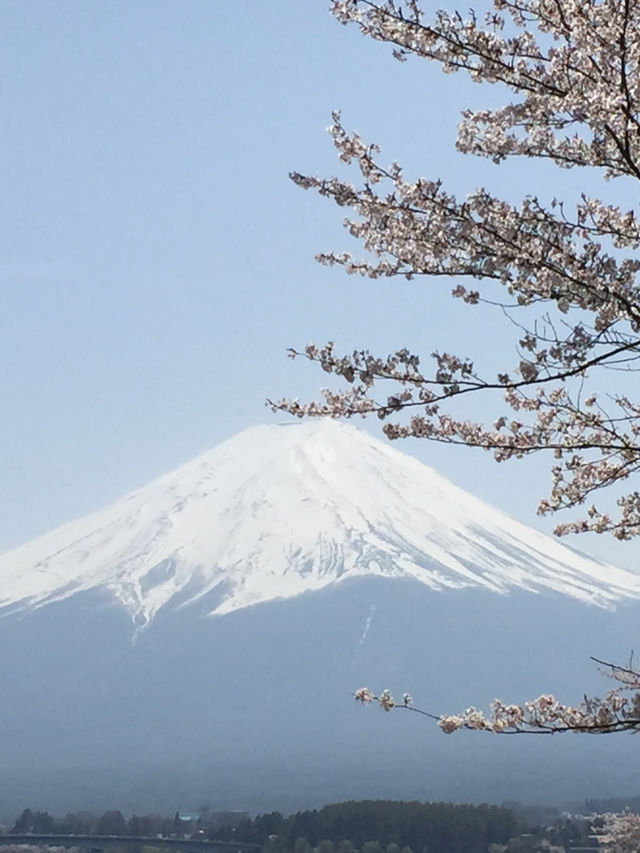 Perfect Cherry blossom view with Mount Fuji @ Kawaguchi Lake 