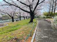 名古屋-荒子川公園賞櫻，漫步河川沿岸的櫻花隧道