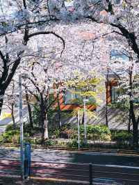 Roppongi's Hidden Gem: The Prettiest Cherry Blossom Street in Tokyo