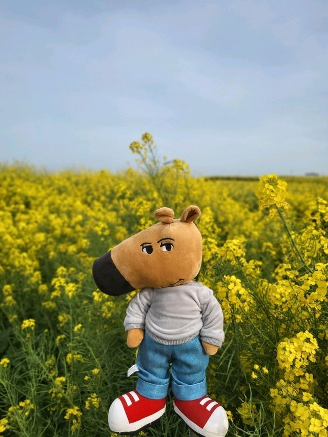 유채꽃 만발한 낭만가득 포항여행코스
