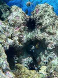 Dive into Wonder: A Journey Through S.E.A. Aquarium