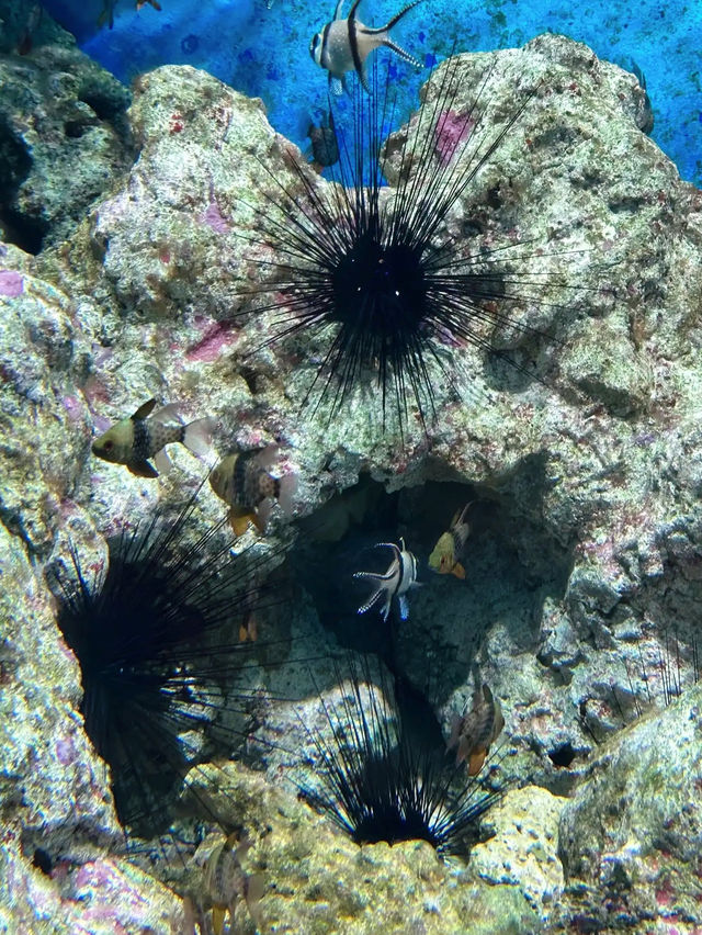 Dive into Wonder: A Journey Through S.E.A. Aquarium