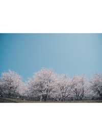 【桜スポット】山梨の新倉山浅間公園