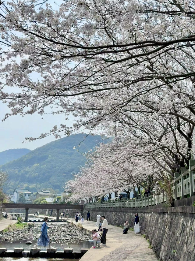 🌸Why go to Japan? Ningbo has its own Meguro River vibes!🌸