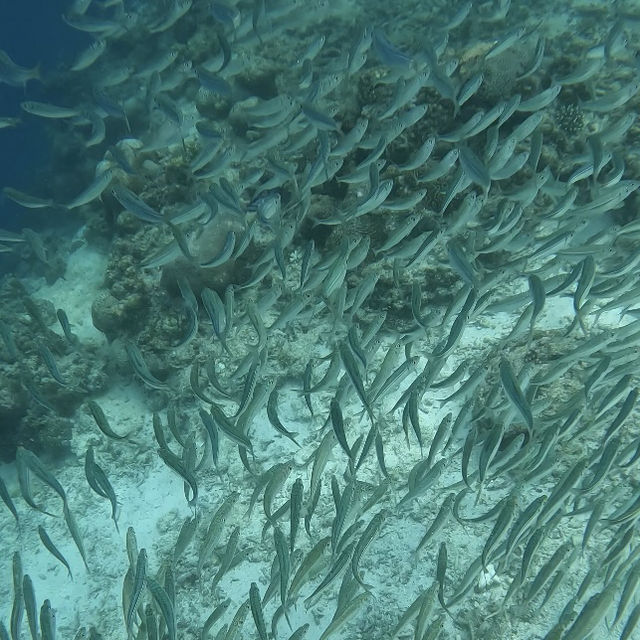 【フィリピン セブ島】モアルボアル