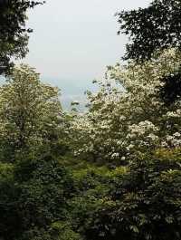 承天禪寺步道走向桐花公園賞油桐花