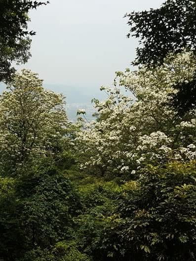 承天禪寺步道走向桐花公園賞油桐花