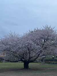 東京｜木場公園的櫻花魅力