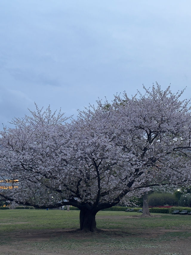 東京｜木場公園的櫻花魅力
