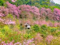 🌸 Khun Chang Khian Cherry Blossoms: Chiang Mai’s Hidden Pink Paradise! 🌸
