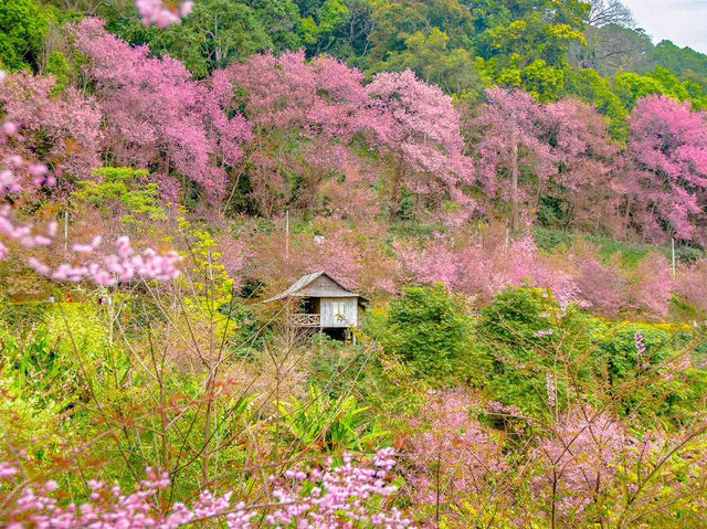 🌸 Khun Chang Khian Cherry Blossoms: Chiang Mai’s Hidden Pink Paradise! 🌸