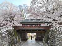 Suwa Lakeside Takashima Castle Sakura | Where Blossoms Meet the "Floating Castle"