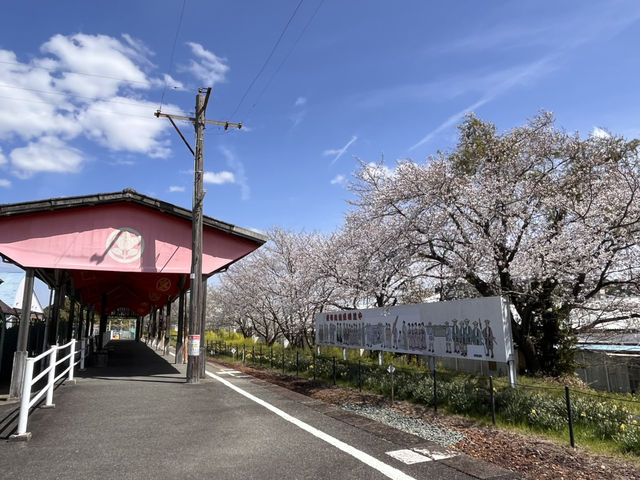 都田川桜堤でお花見🌸@浜松・気賀