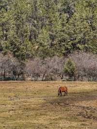 A Peaceful Escape into Nature: Discovering the Beauty of Potatso National Park (普达措国家公园)