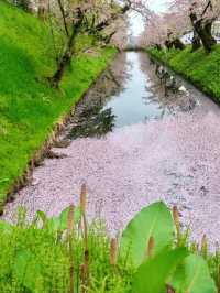 Hirosaki Park in Late April Offers a Feast for the Eyes, the Taste Buds, and the Soul.