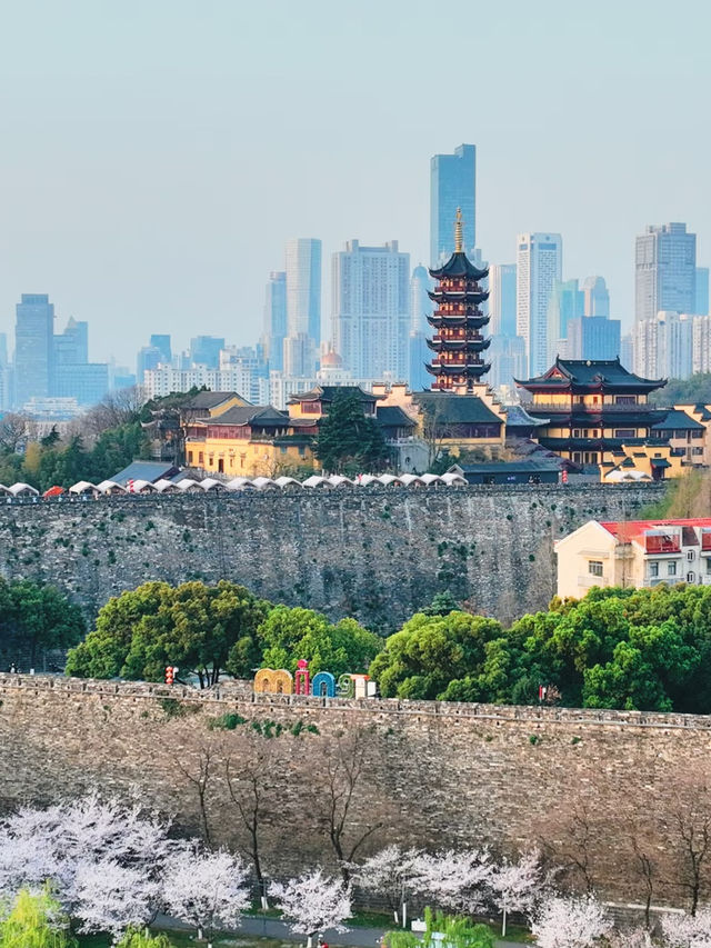 Nanjing’s Secret Sakura Haven—Blissfully Blooming at Xuanwu Lake