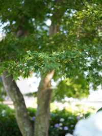 【埼玉】あじさい寺として親しまれていて鐘楼堂の梵鐘と紫陽花とのショットが有名