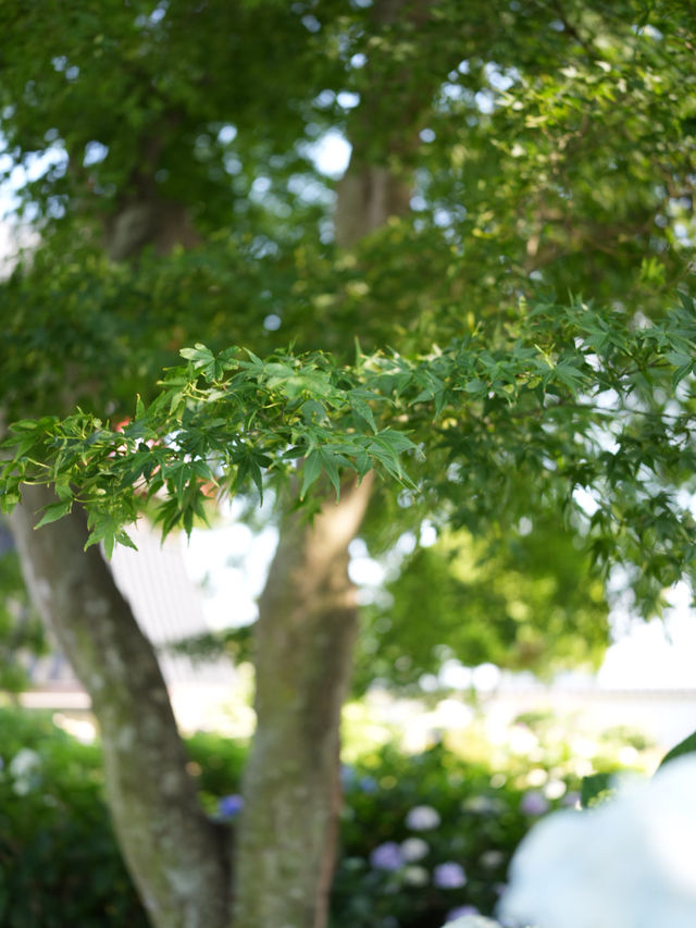 【埼玉】あじさい寺として親しまれていて鐘楼堂の梵鐘と紫陽花とのショットが有名