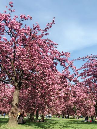🇫🇷 Parc de Sceaux | A Spring Invitation from Paris